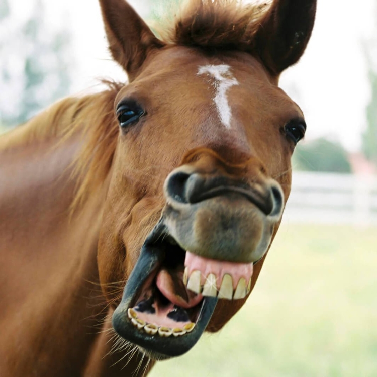 Пародия конь. Смешная лошадь. Лошадь ржет. Лошадиное лицо. Лошадь с открытым ртом.