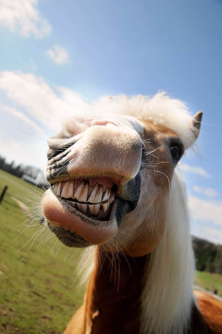 Конь ржет. Конская улыбка. Лошадь улыбается. Лошадь с зубами