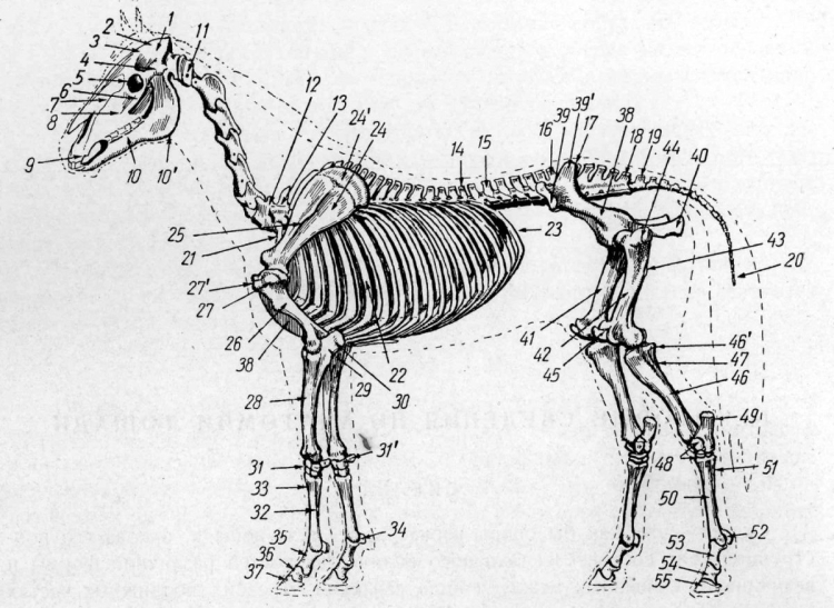 Скелет лошади рисунок карандашом
