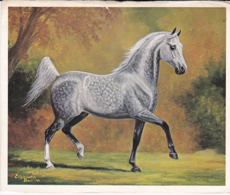 Серая в яблоках лошадь рисунок