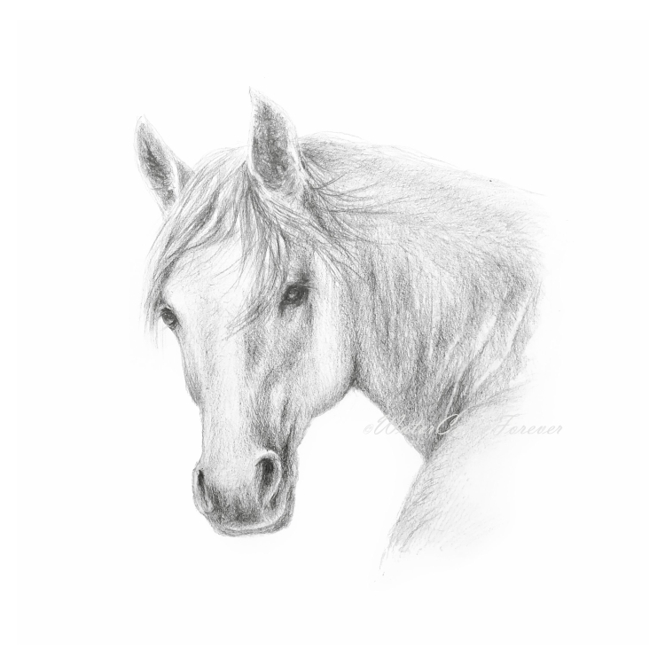 Рисунок лошади карандашом спереди