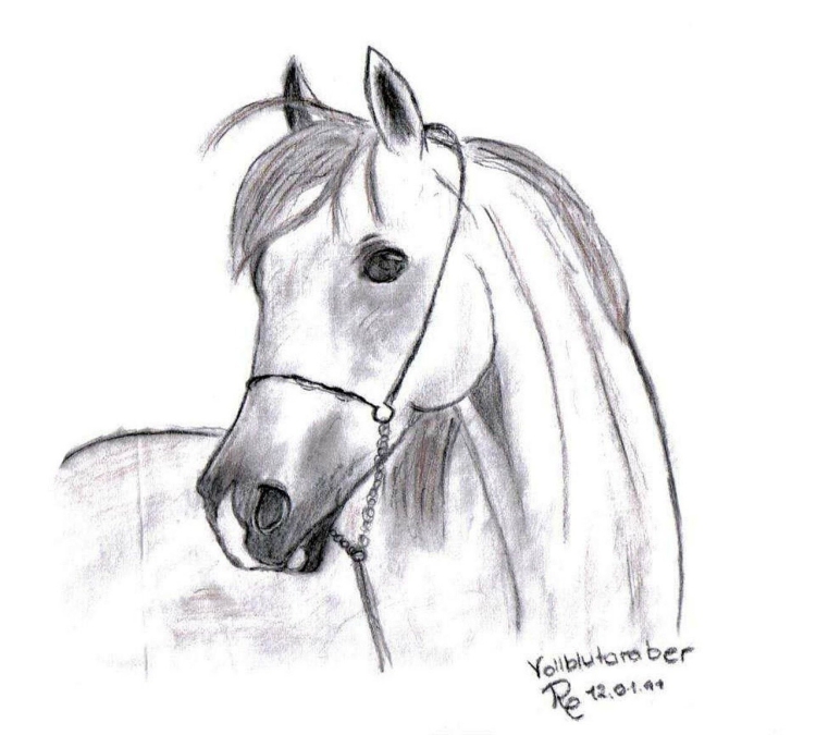 Красивые рисунки для срисовки лошади