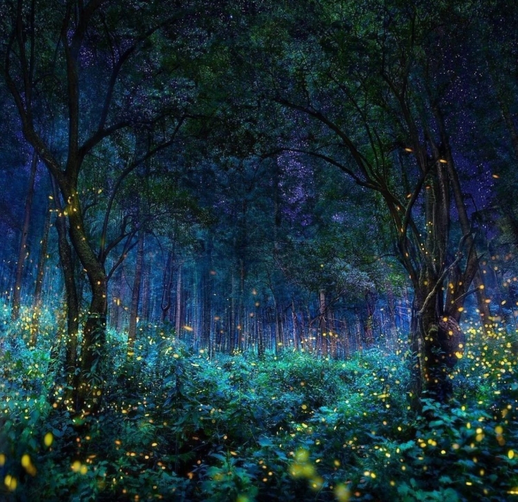 Магический лес рисунок