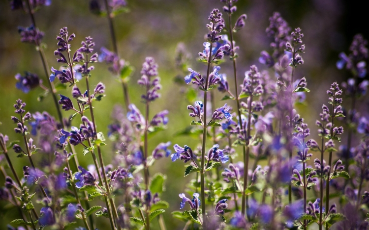 Луговые цветы фиолетовые - 67 фото