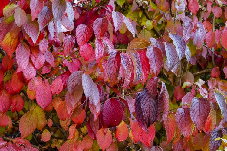Кустарник с красной листвой осенью