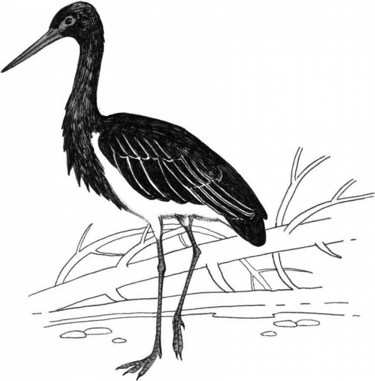Черный аист птица