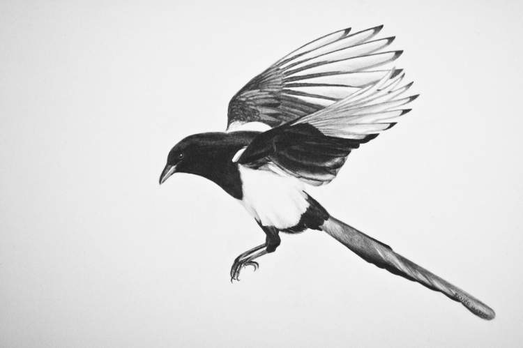 Птица с черно белым хвостом
