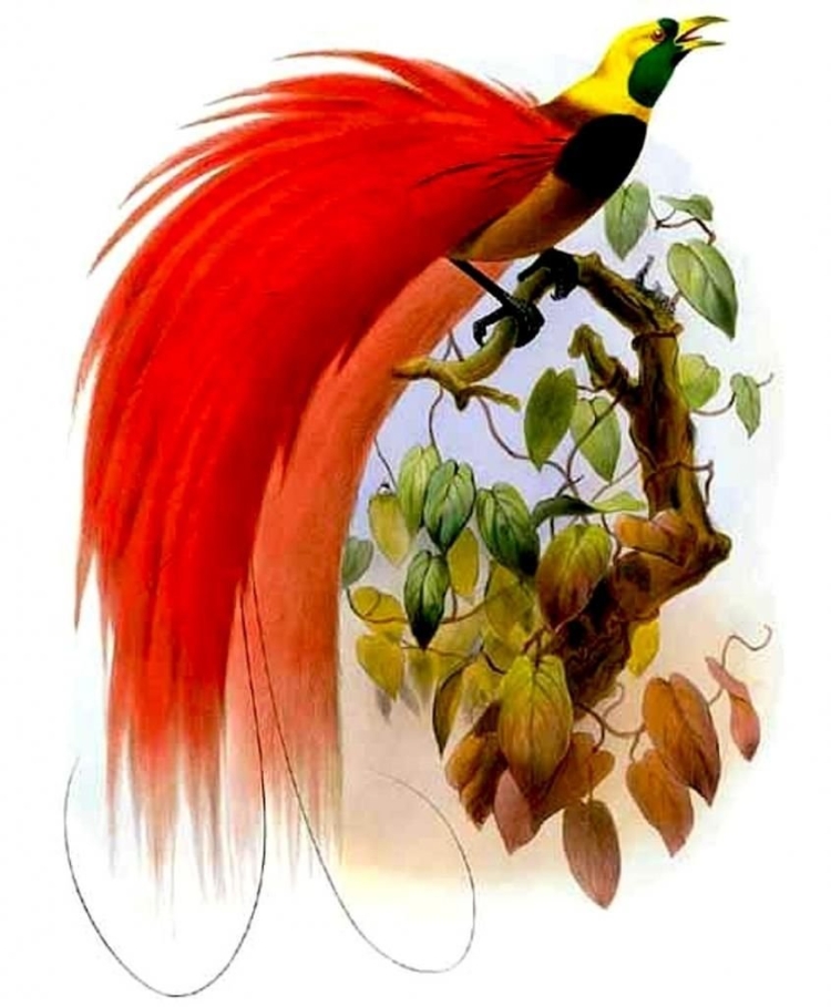 Птица с длинным красным хвостом