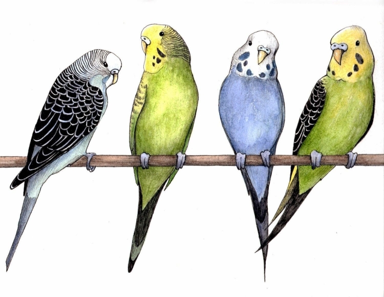 Птицы волнистые попугаи