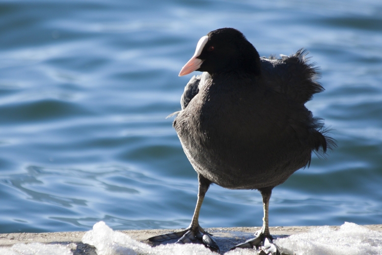 Черные водоплавающие птицы с белым носом