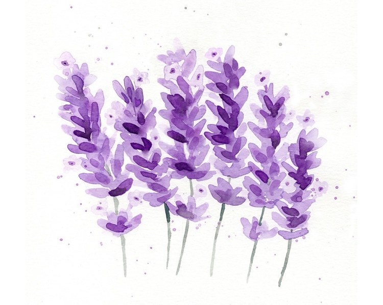 Фиолетовые цветы однолетники