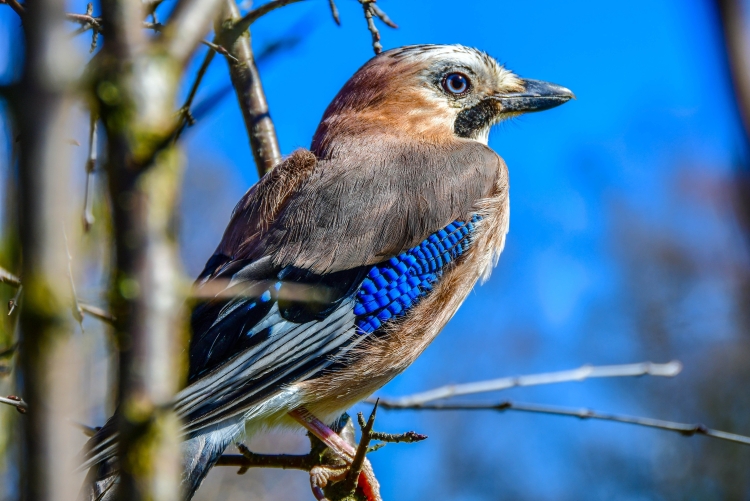 Коричневая птица с синим крылом