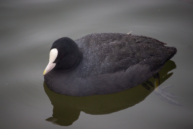 Черная плавающая птица с белым клювом