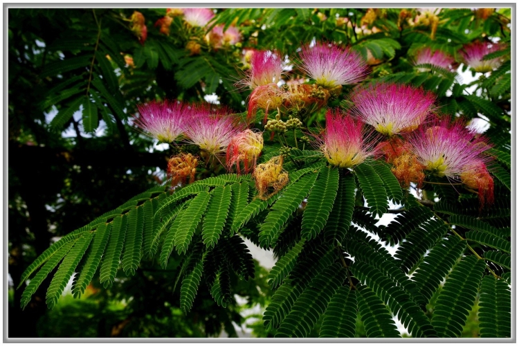 Южное дерево с розовыми пушистыми цветами