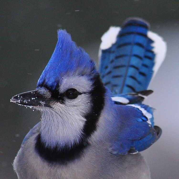 Птица с синим хохолком