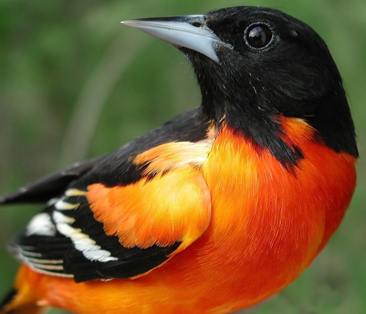Птица с черно оранжевым окрасом