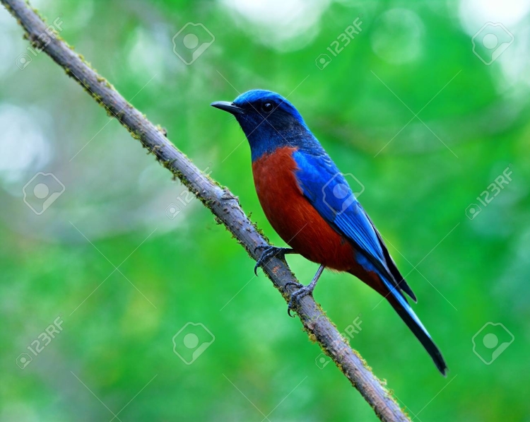 Синяя птица с красным брюшком