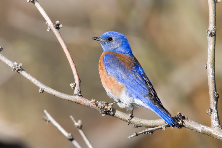 Mountain Bluebird