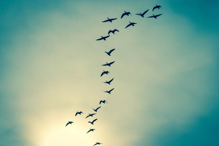 Птицы летающие в небе