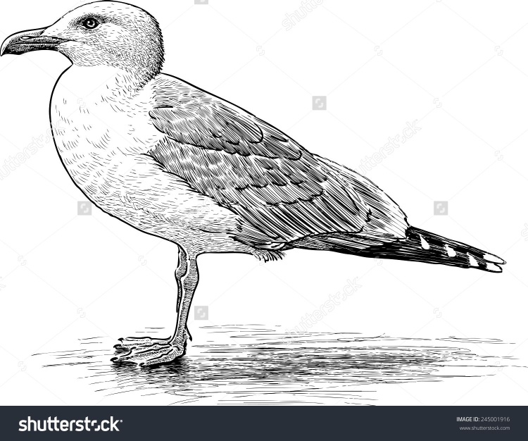 Крупная морская птица