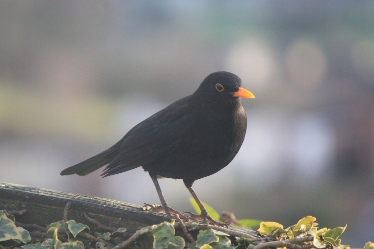 Маленькая черная птица с оранжевым клювом