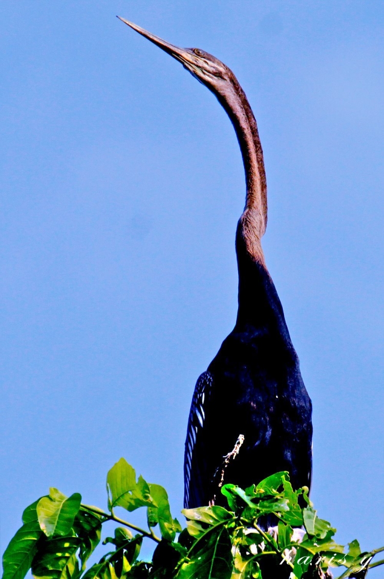 Большая черная птица с длинной шеей