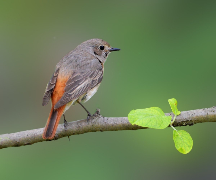 Маленькая серая птица с оранжевым хвостом