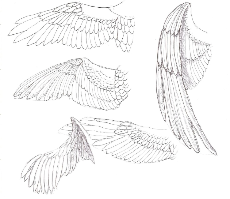 Крылья разных птиц