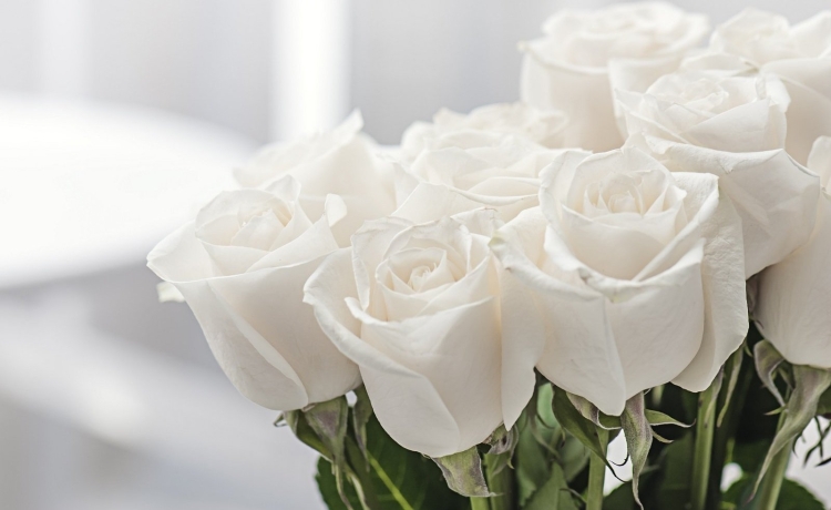 Красивые цветы белые розы