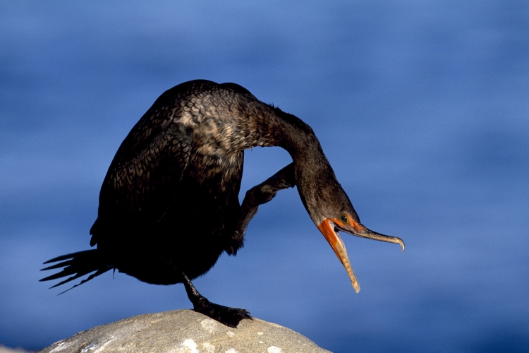 Черная морская птица с длинной шеей