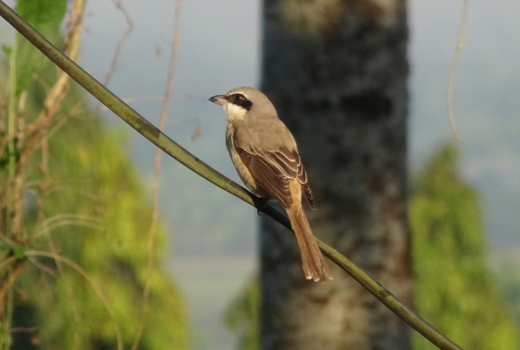 Маленькая коричневая птица с длинным хвостом