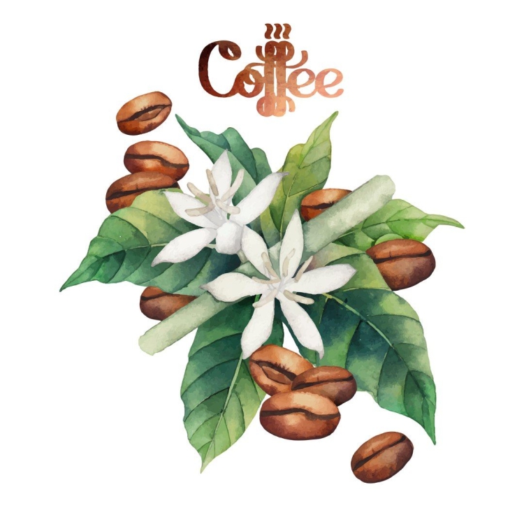 Цветы кофейного дерева