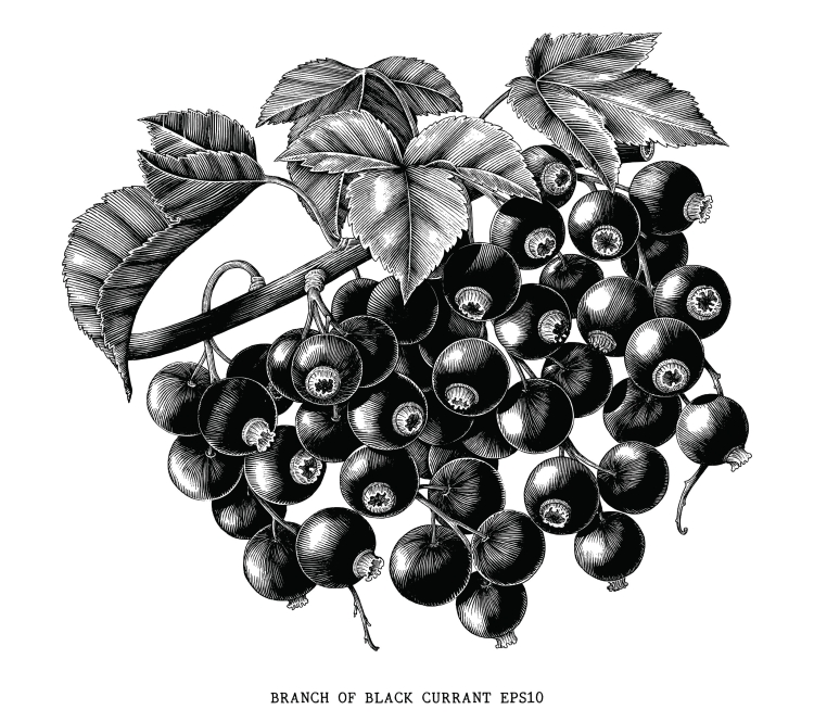 Осенняя ягода черного цвета