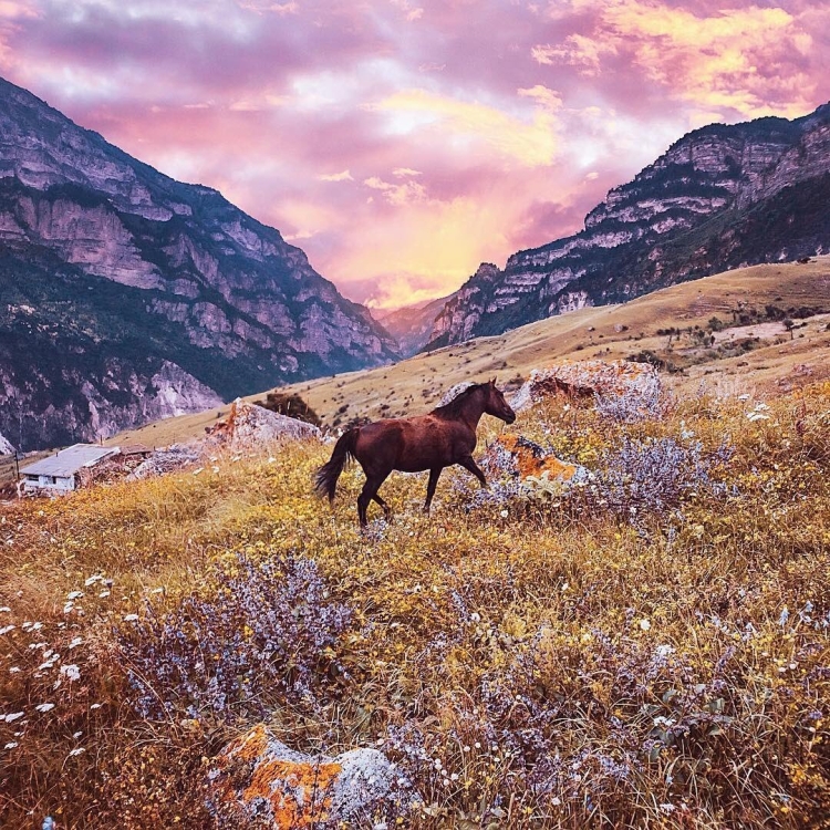 Лошади осенью в горах