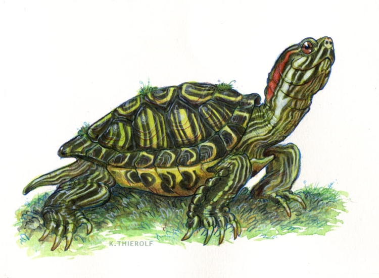 Красноухая черепаха осенью
