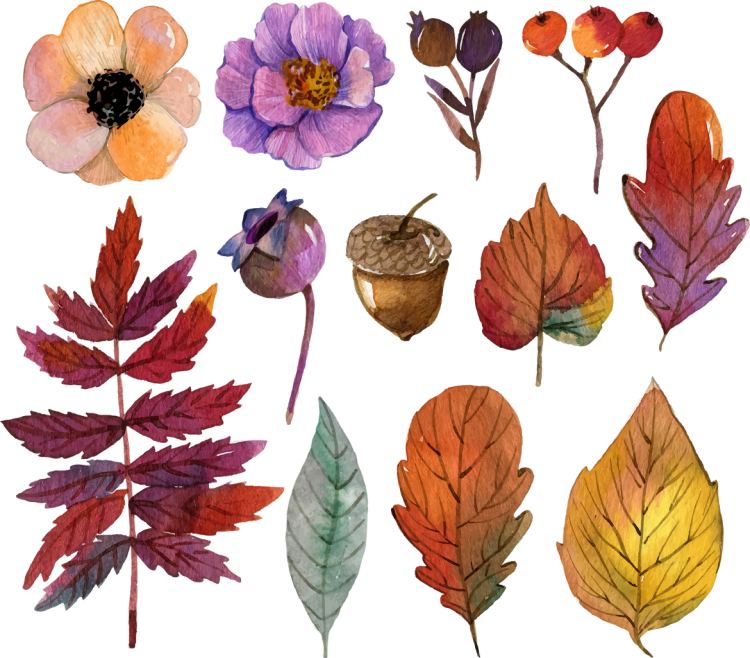 Осенние и летние листья деревьев