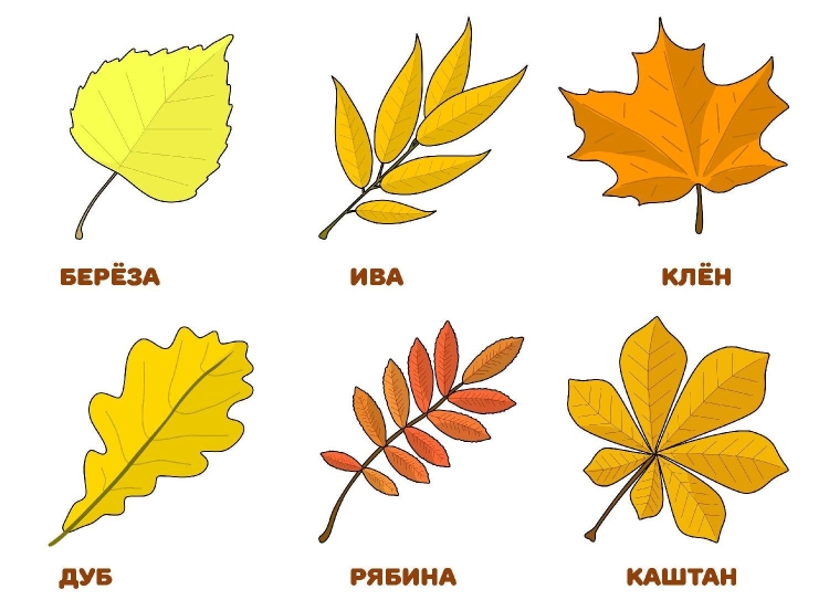 Листья разных деревьев осенью