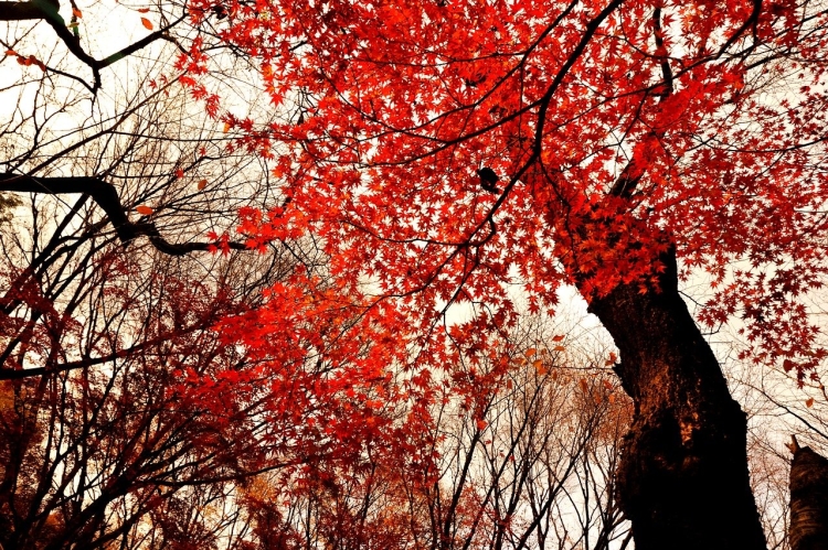 Дерево с ярко красными листьями осенью