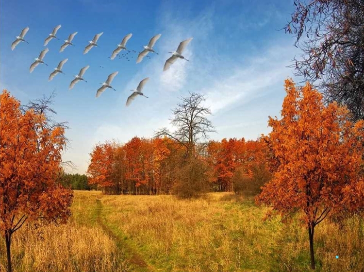 Осенние птицы в полете