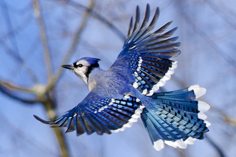 Птицы с хохолком и синими крыльями