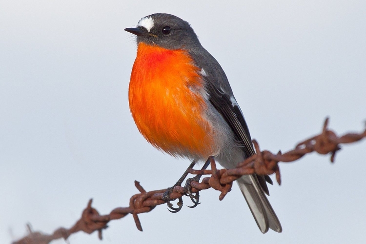 Птица темно серая с оранжевым хвостом