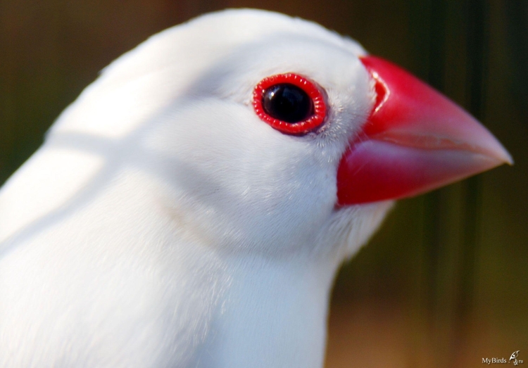 Белая птица с красным клювом