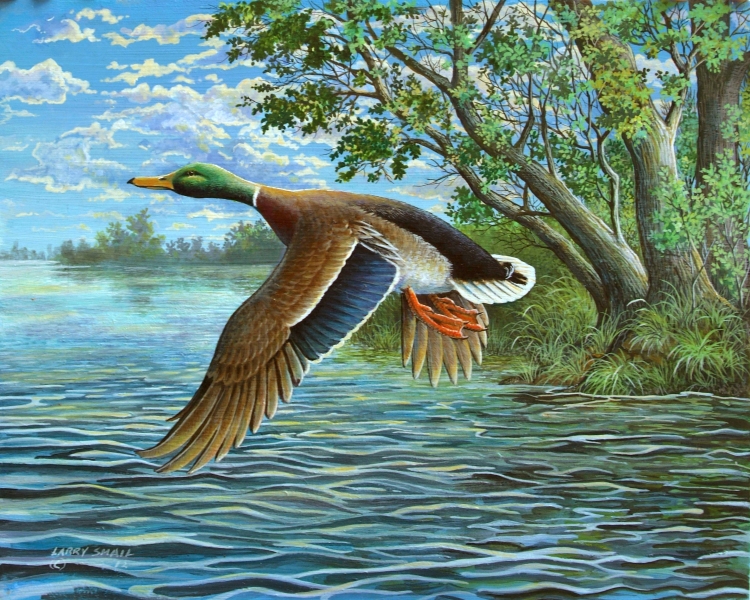 Птицы побережий водоемов и болот