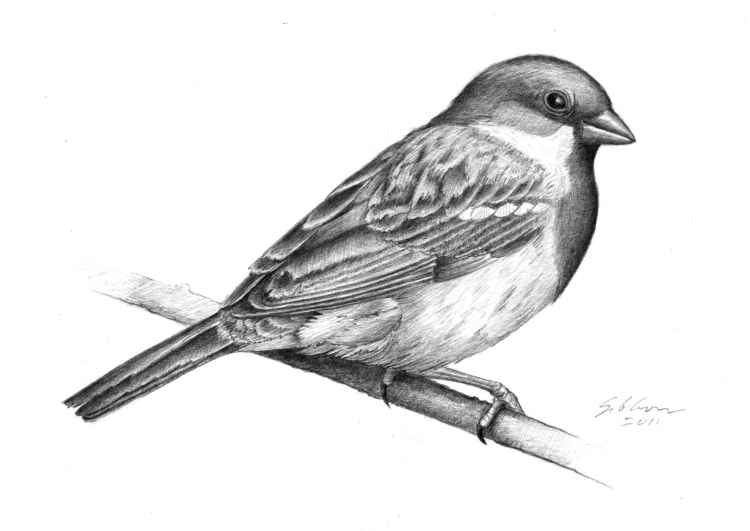 Коричневая птица с красным хвостом