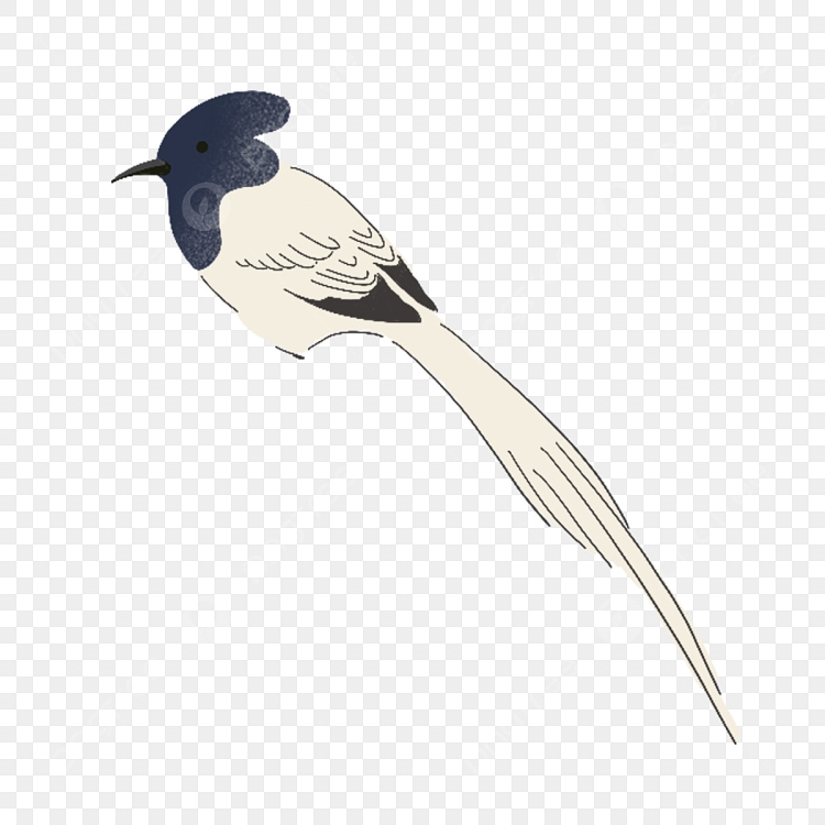 Серо белая птица с длинным хвостом