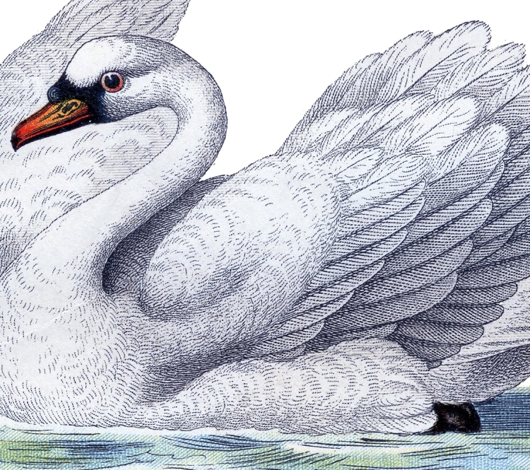 Лебедь гордая птица