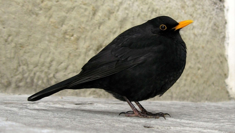 Черная небольшая птица с оранжевым клювом