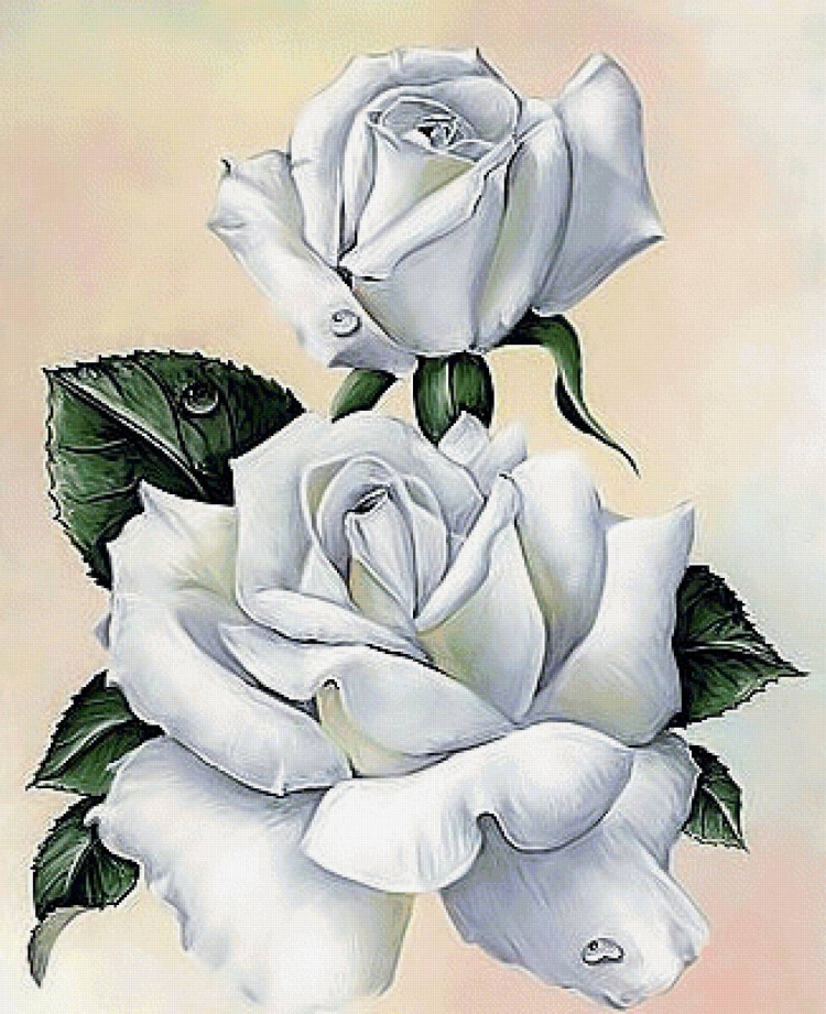 Букет цветов белые розы