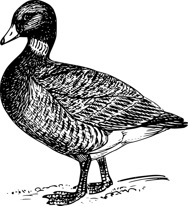 Кряковая утка