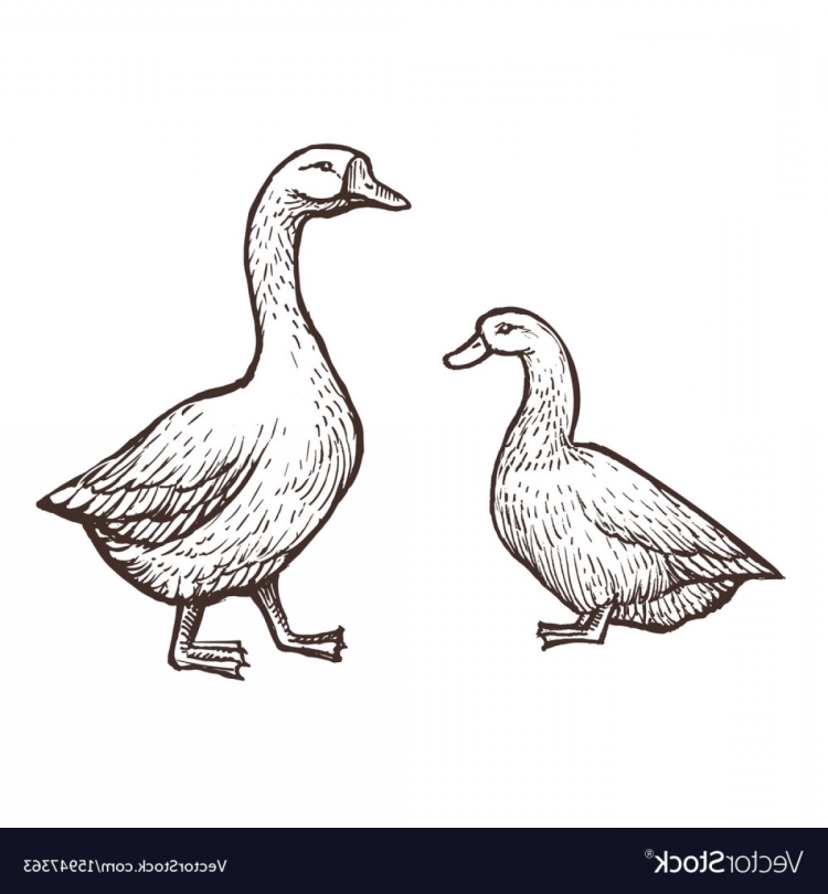 Утка и Гусь эскиз